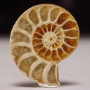 Fossil, Ammonite